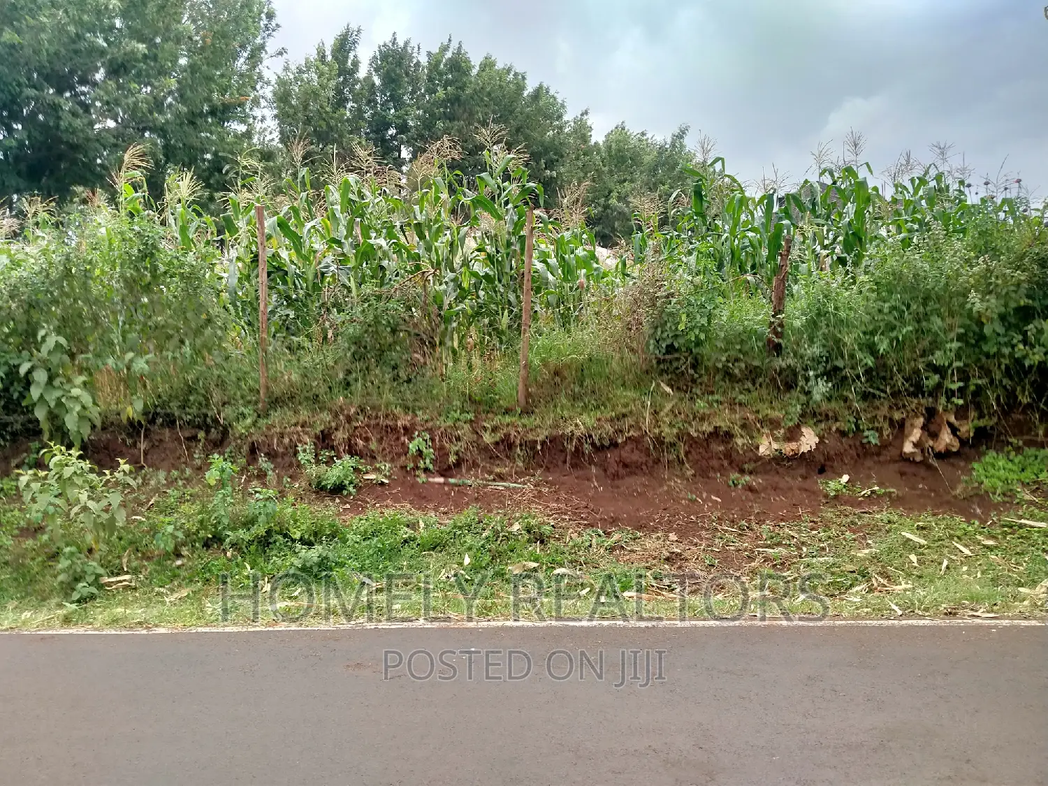 Half-Acre Land for Sale - Ngong, Tarmac Access via Lemiso Rd in Ngong