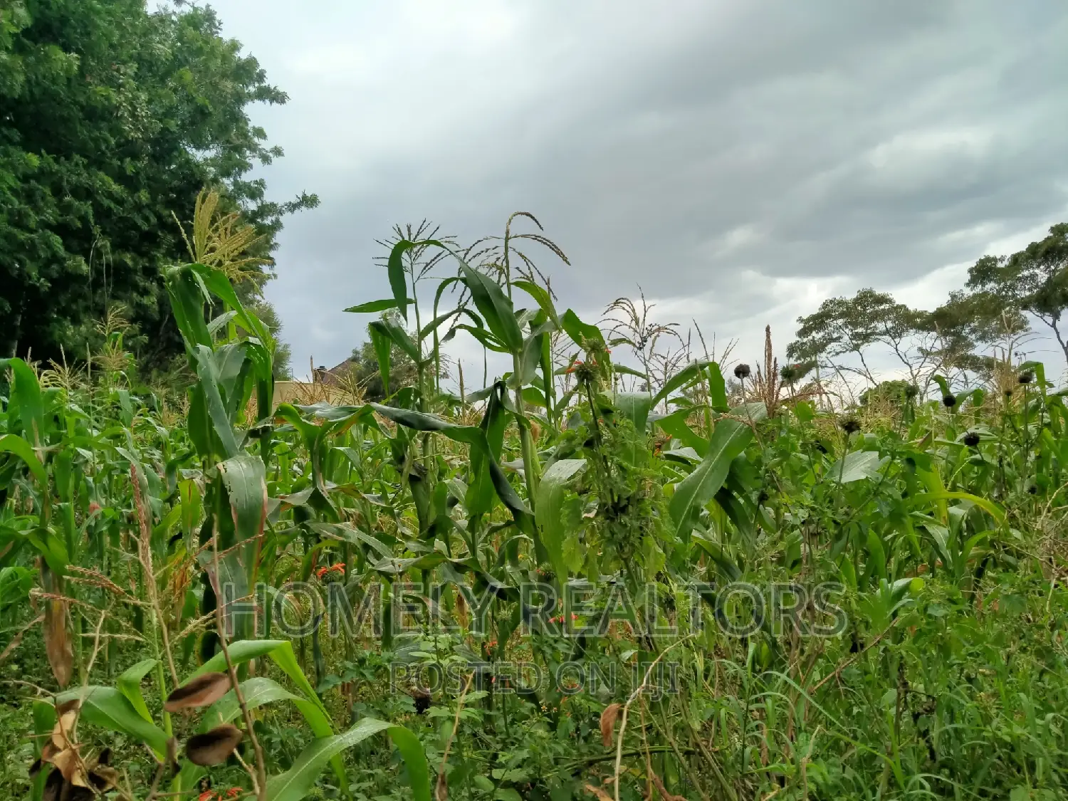 Half-Acre Land for Sale - Ngong, Tarmac Access via Lemiso Rd in Ngong