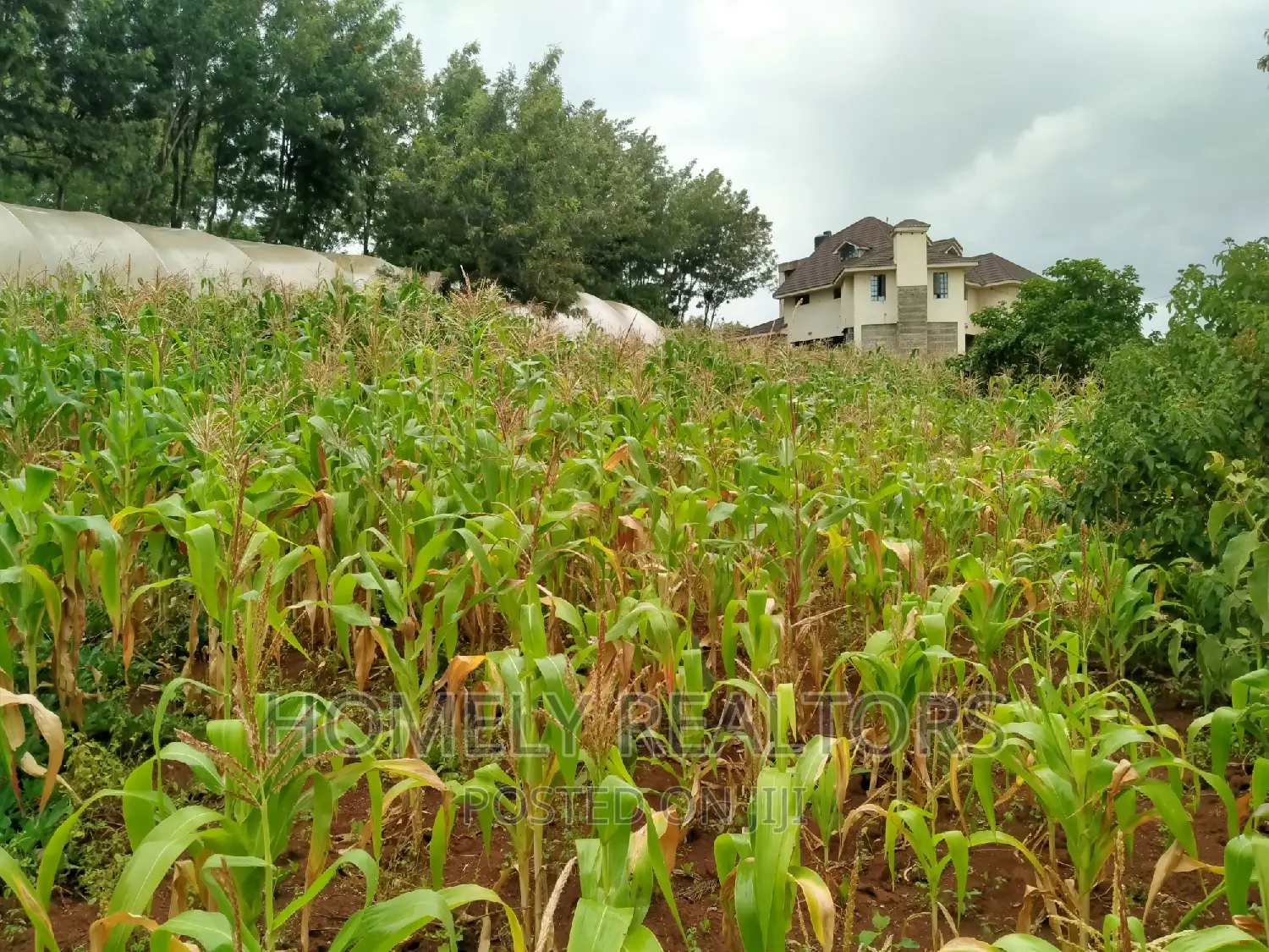 Half-Acre Land for Sale - Ngong, Tarmac Access via Lemiso Rd in Ngong