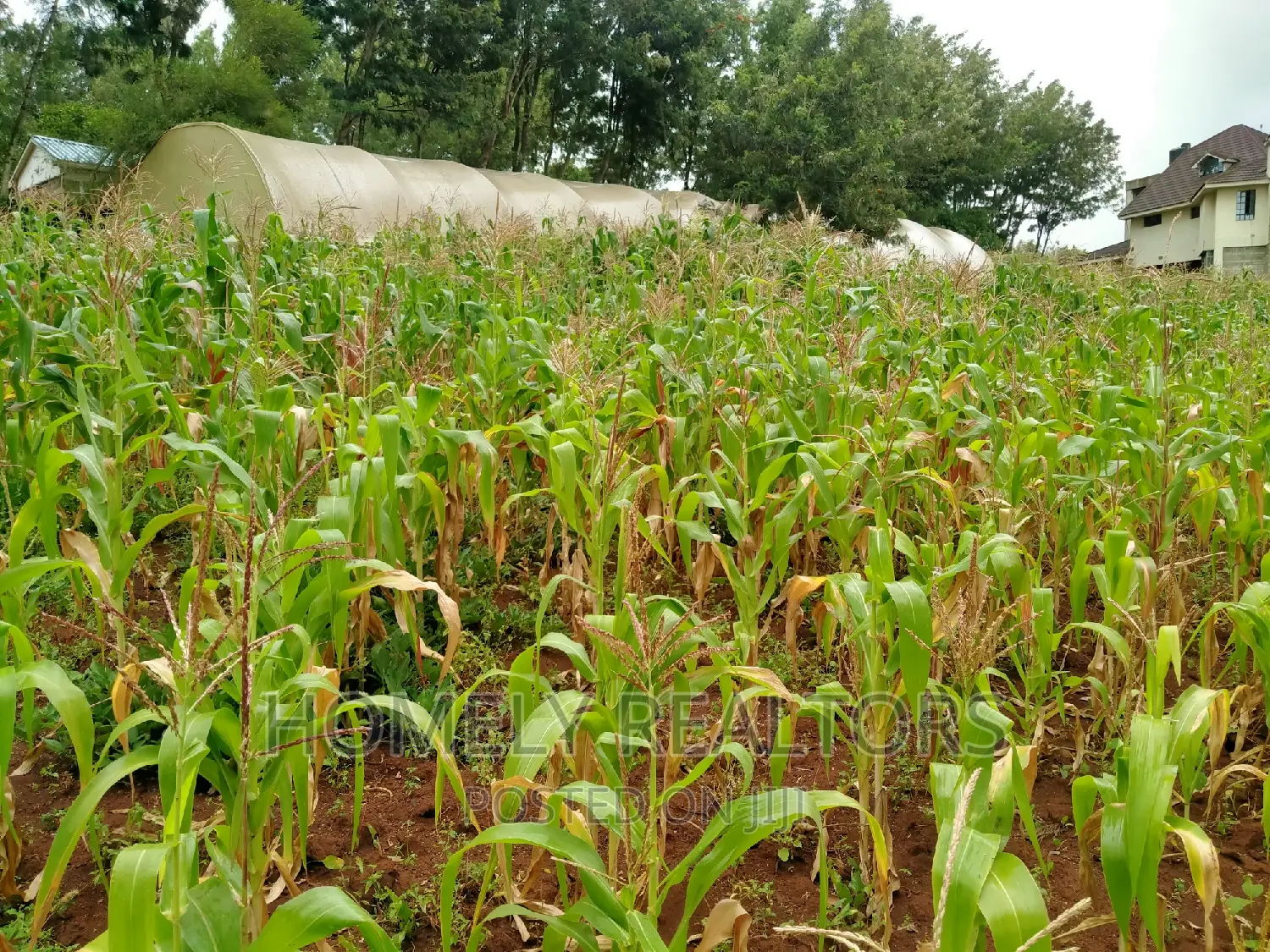Half-Acre Land for Sale - Ngong, Tarmac Access via Lemiso Rd in Ngong