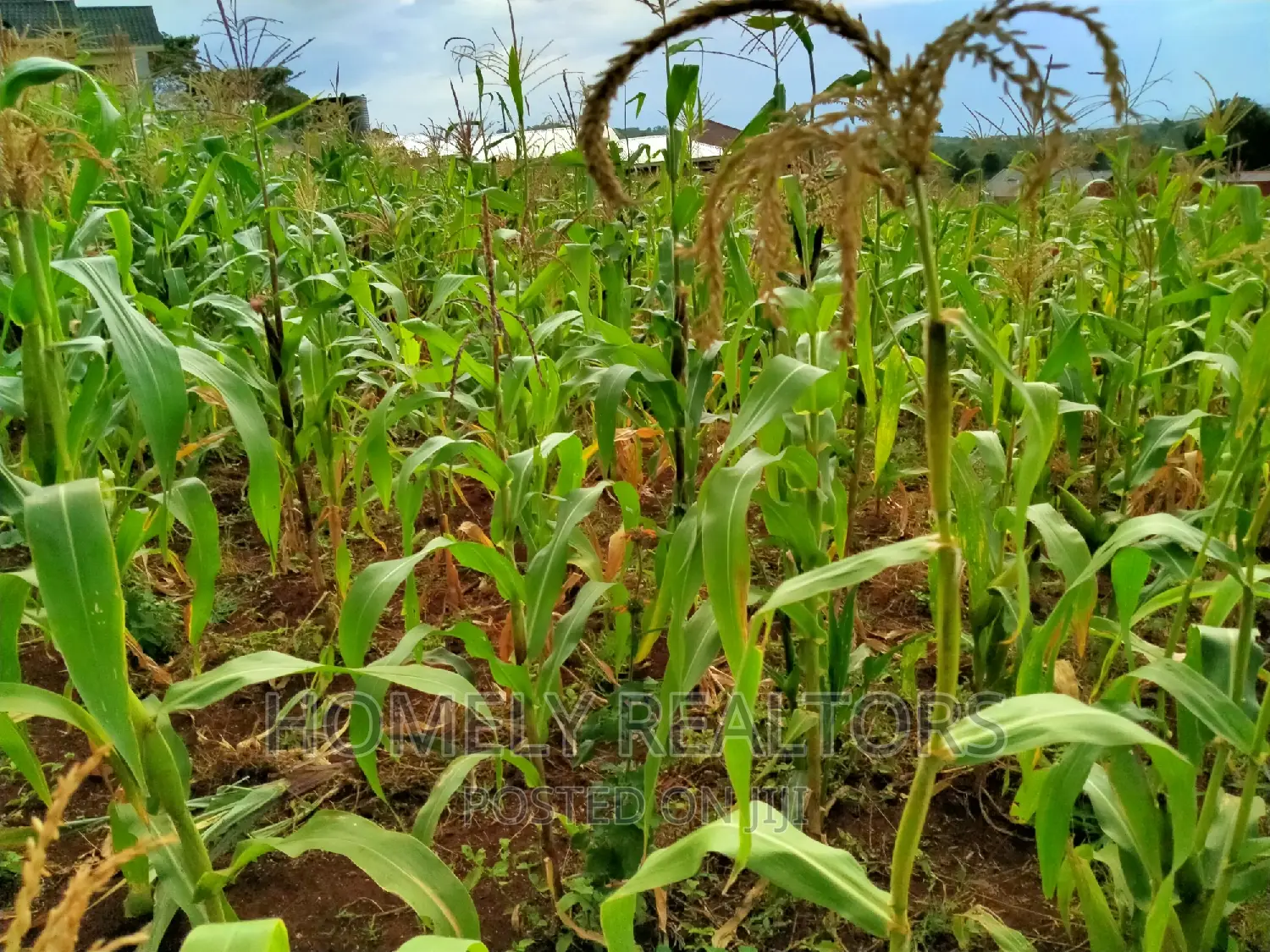 Prime Residential Quarter Acre Plot in Ngong, Maragara - Red Soil, Ready for Development in Ngong