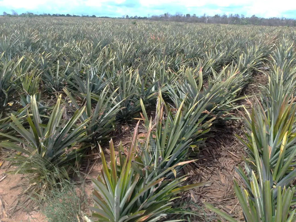 5000-Acre Malindi Land: Unparalleled Opportunity in Coastal Kenya in Malindi