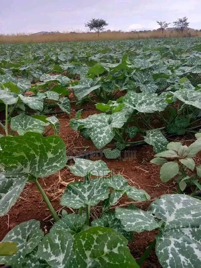 Find Your Investment in 250-Acre Malindi Farmland! in Malindi
