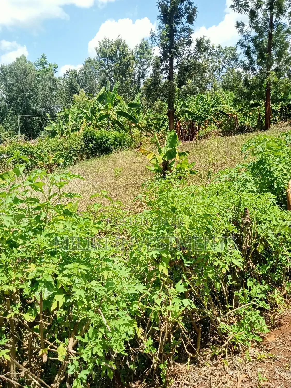 Makuyu Acreage for Sale: Seize Your Kenyan Real Estate Dream in Kamahuha