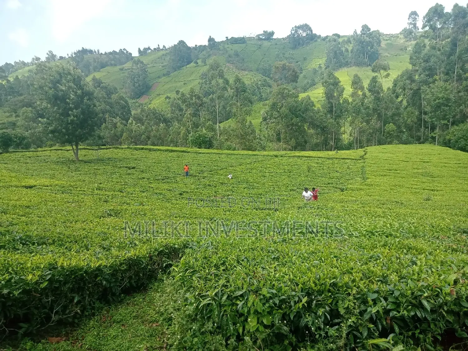 5.3 Acre Land Sale in Ndakaini - A Once-in-a-Lifetime Opportunity in Kigumo