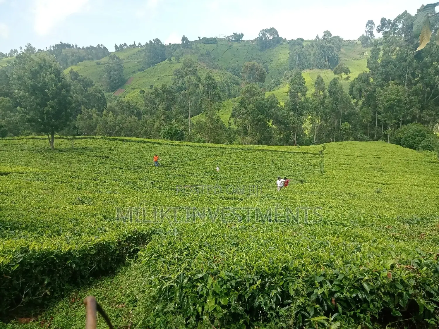 5.3 Acre Land Sale in Ndakaini - A Once-in-a-Lifetime Opportunity in Kigumo