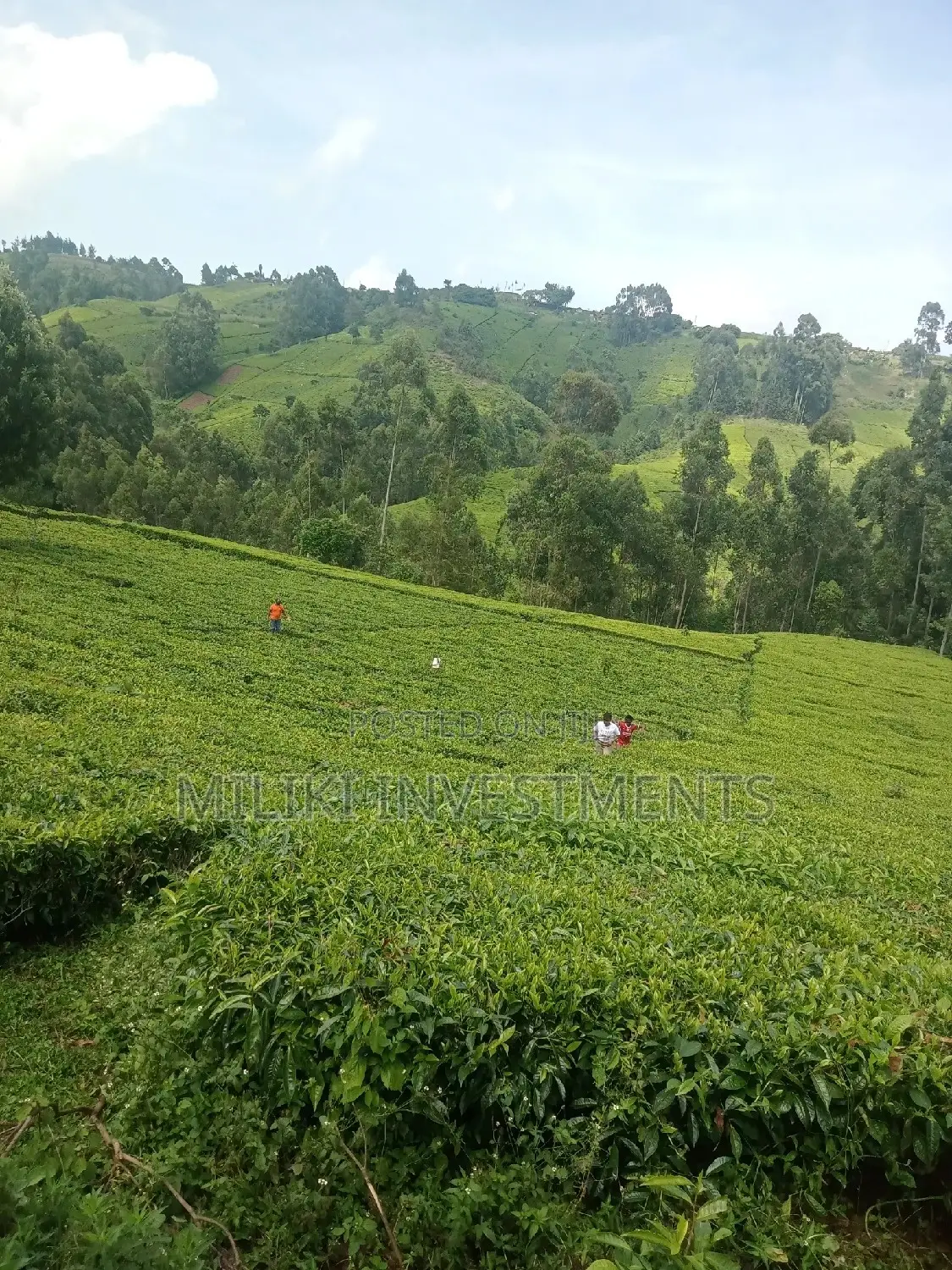 5.3 Acre Land Sale in Ndakaini - A Once-in-a-Lifetime Opportunity in Kigumo
