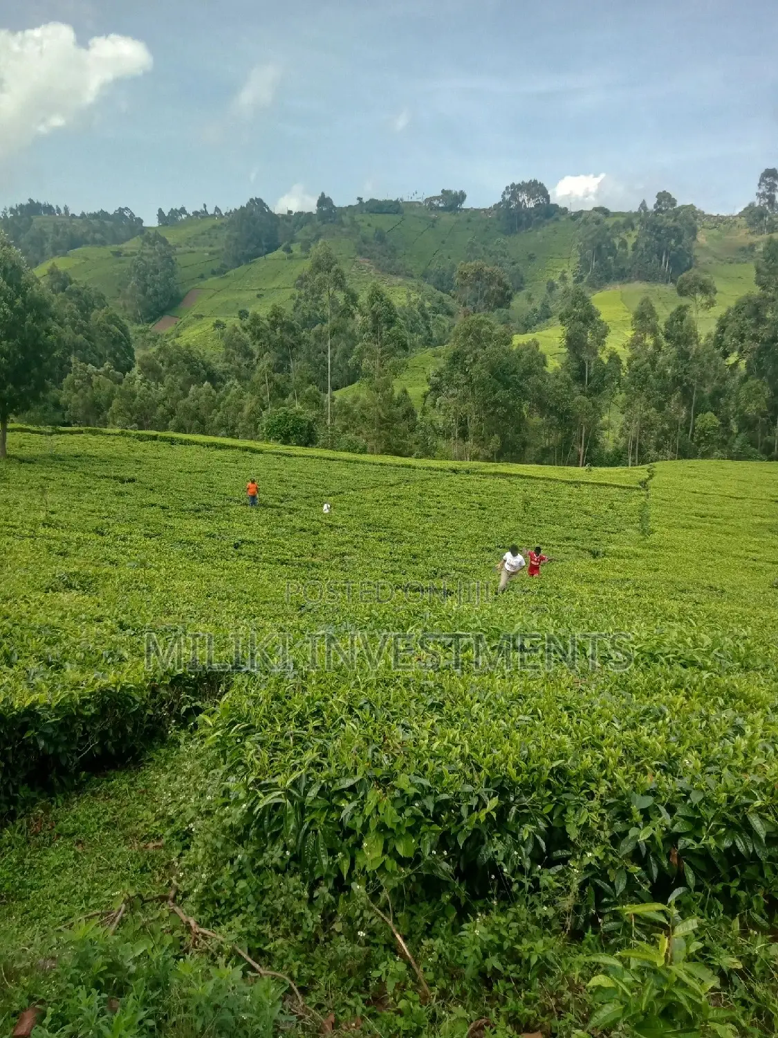5.3 Acre Land Sale in Ndakaini - A Once-in-a-Lifetime Opportunity in Kigumo