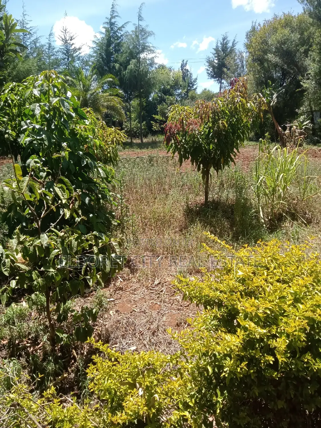 1/4 Plot Kolol Estate Longonot Area in Kapsuswa