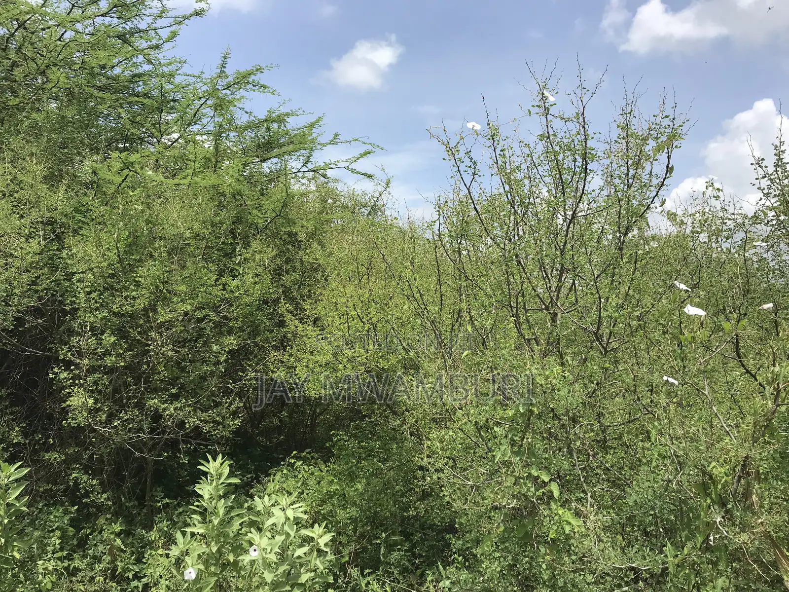60 Acres Makindu Wote Road in Makindu