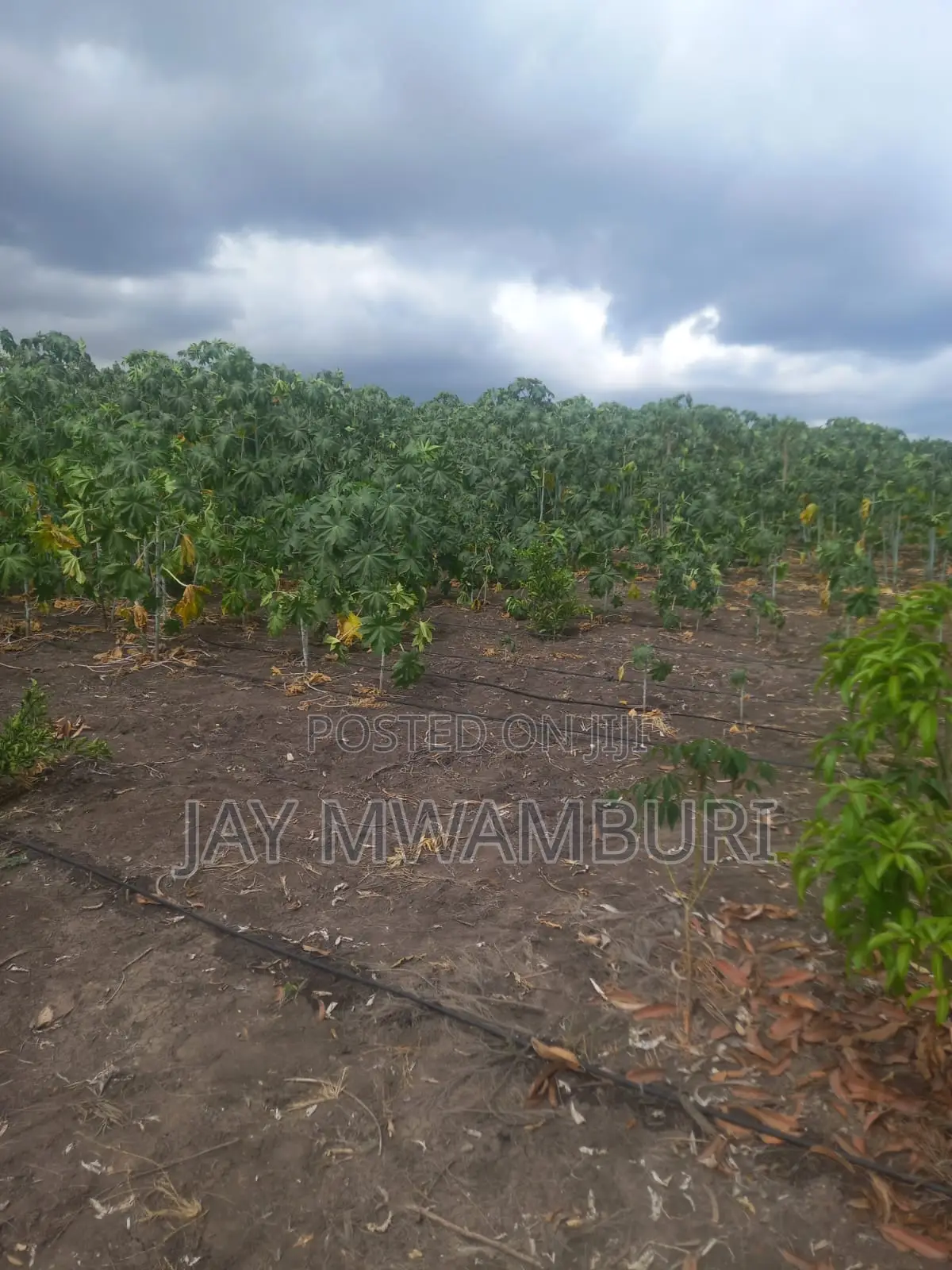5 Acre Farm Gelani Machakos in Katani