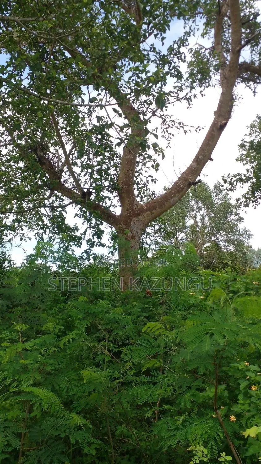 1/2 Acre Plot on Sale at Kinondo 200 Metres From Tarmac. in Ukunda