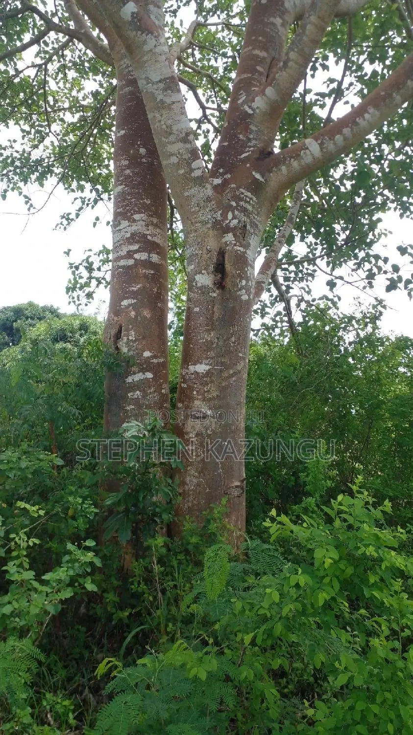 1 Acre Prime Plot on Sale at Kinondo in Ukunda Urban Zone. in Ukunda