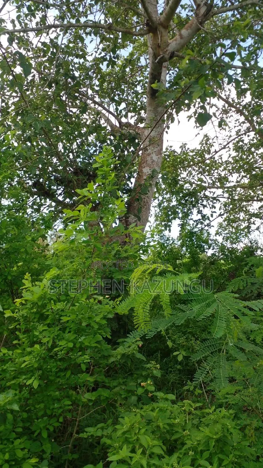 1 Acre Prime Plot on Sale at Kinondo in Ukunda Urban Zone. in Ukunda
