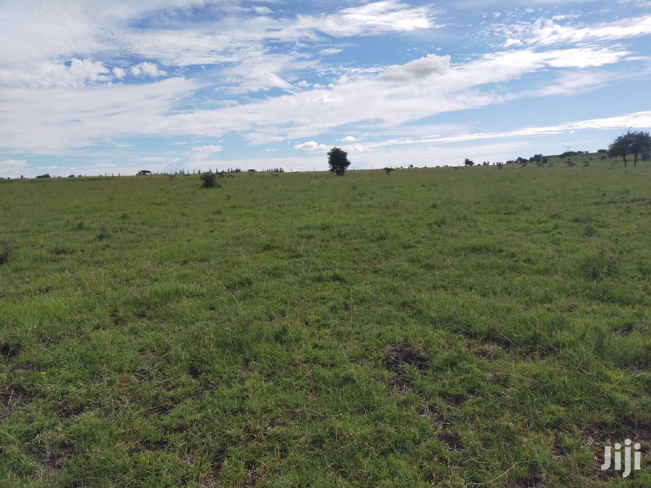 9 Acre Ostrich Farm in Kitengela, Kenya: For Sale or Lease in Kitengela