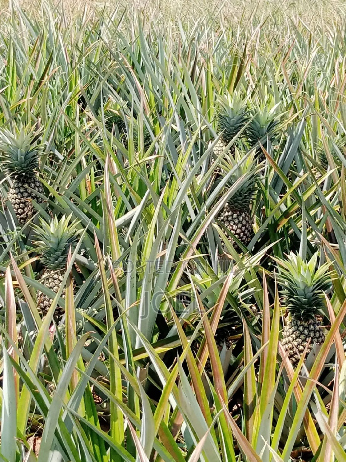 Title Deed Malindi Land - 30 Acres Ready for Sale in Malindi