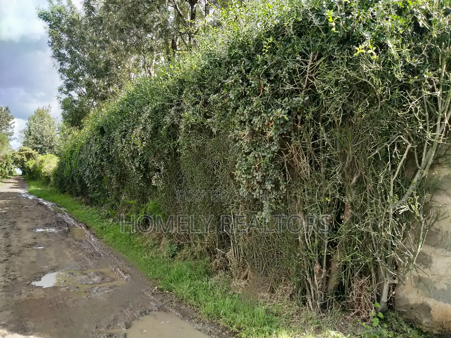 Quarter-Acre Plot Near Rimpa Road Tarmac in Kandisi in Kandisi