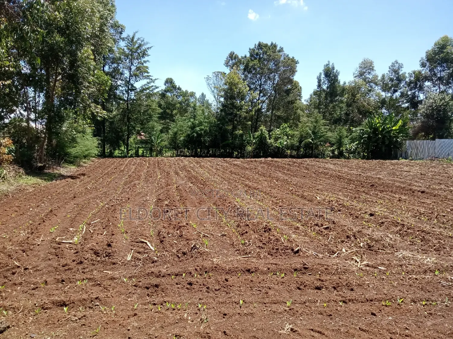 1/4 Plot Ilula 500m From Tarmac in Kapsuswa