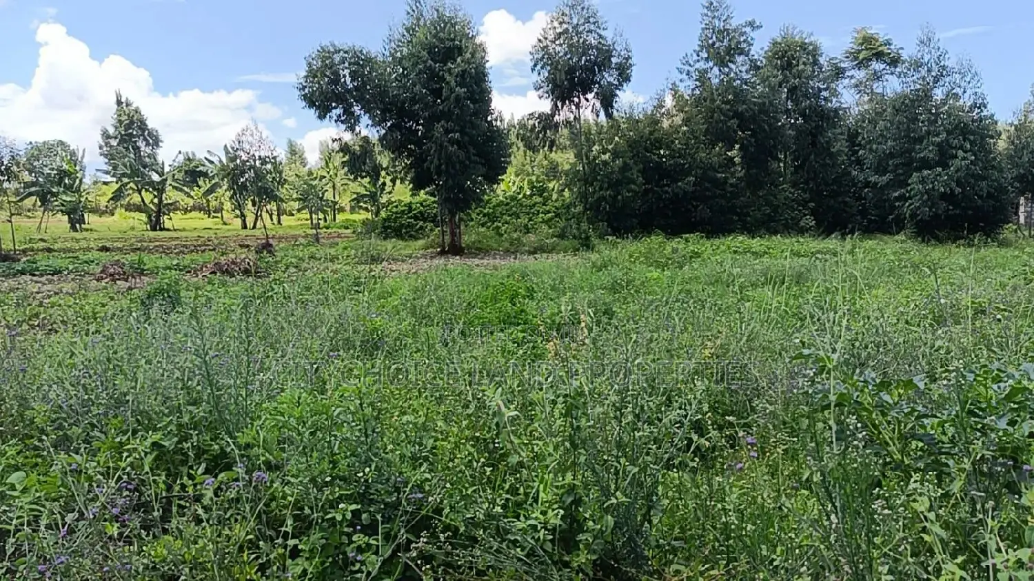 Plots for Sale in Kikuyu Ondiri - 50 Available Now! in Kikuyu