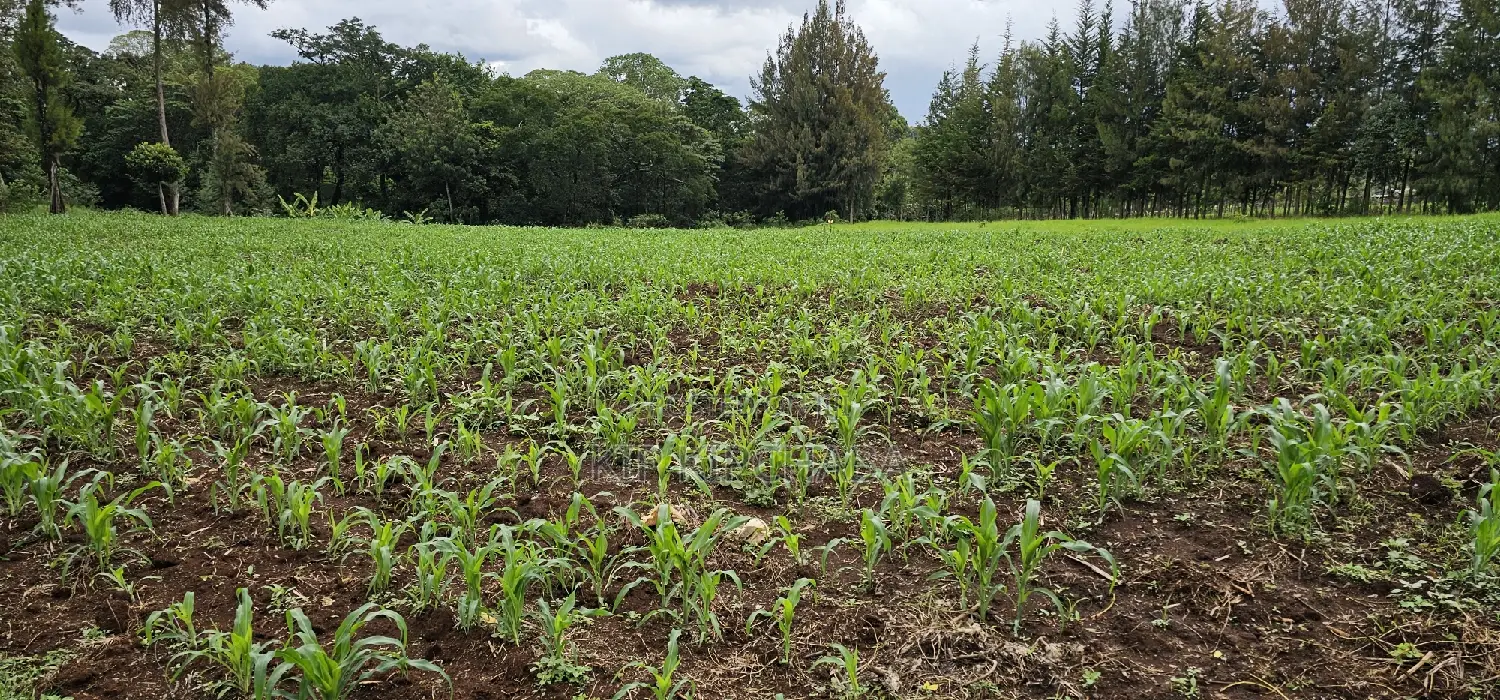 Kapseret, Eldoret: Prime 5-Acre Land - Perfect for Your Next Project in Eldoret CBD