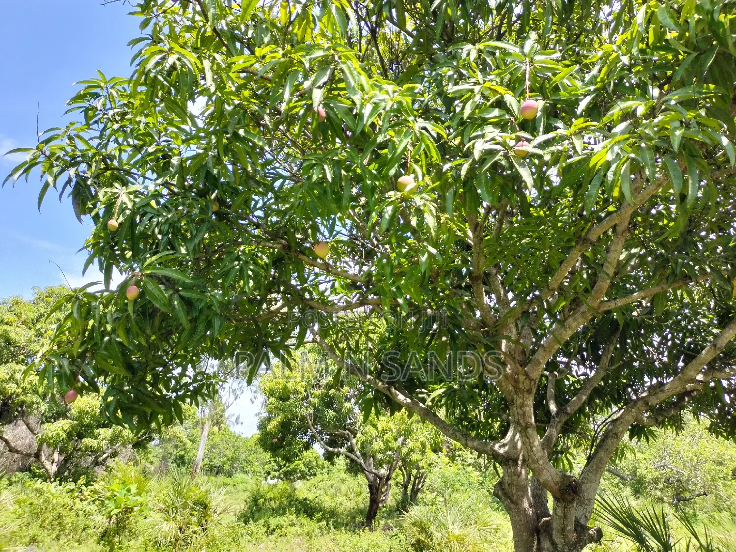 3-Acre Tiwi Land: A Great Investment Opportunity in the Heart of Tiwi in Ukunda