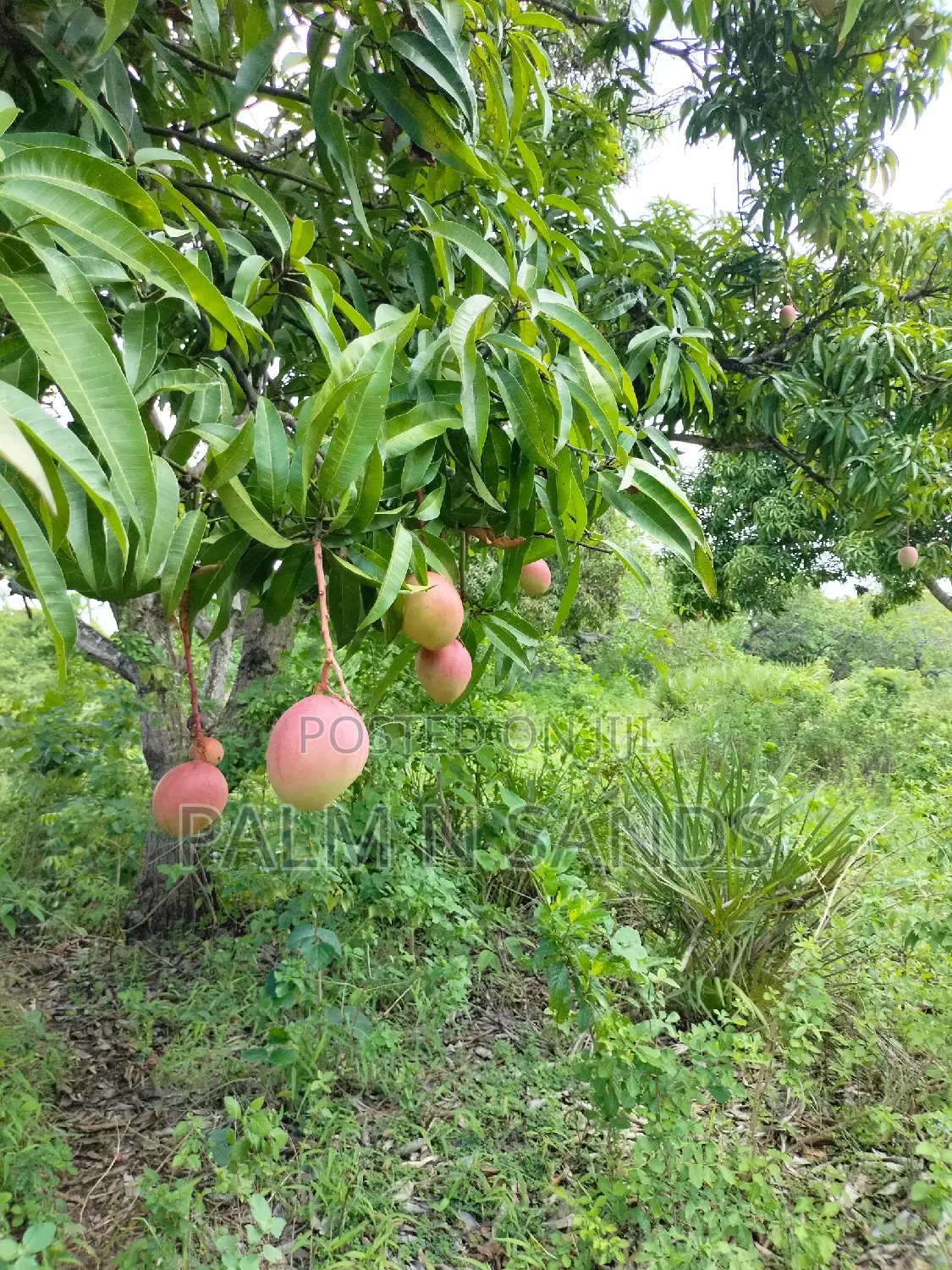3-Acre Tiwi Land: A Great Investment Opportunity in the Heart of Tiwi in Ukunda