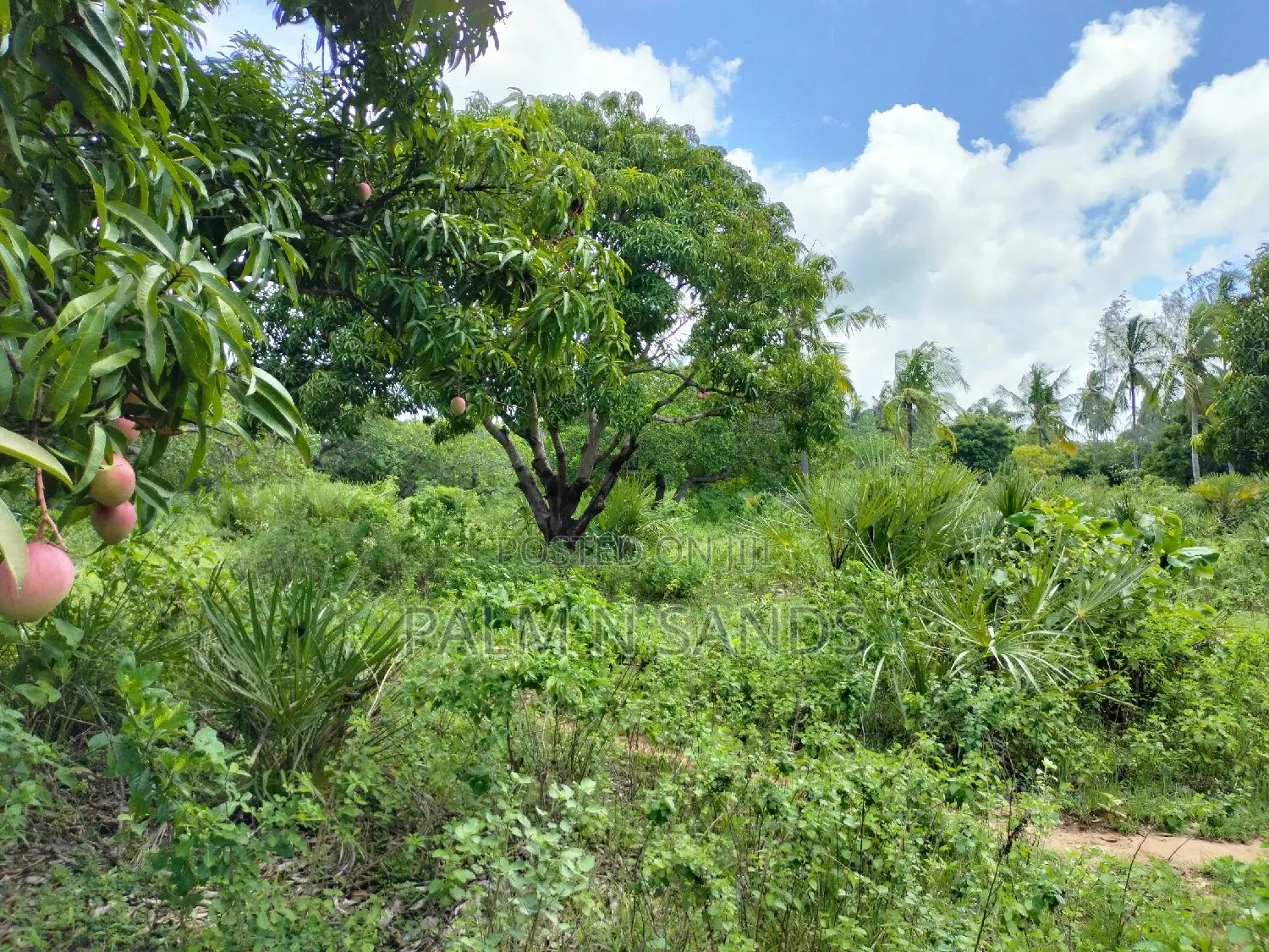 3-Acre Tiwi Land: A Great Investment Opportunity in the Heart of Tiwi in Ukunda