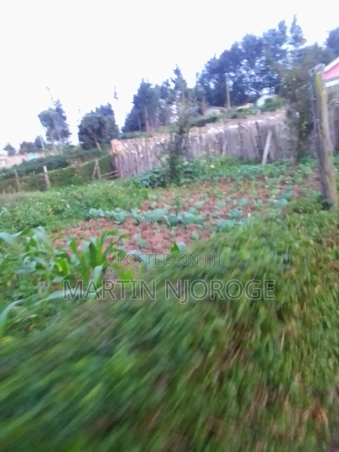 50 by 100 Murengeti in Bibirioni