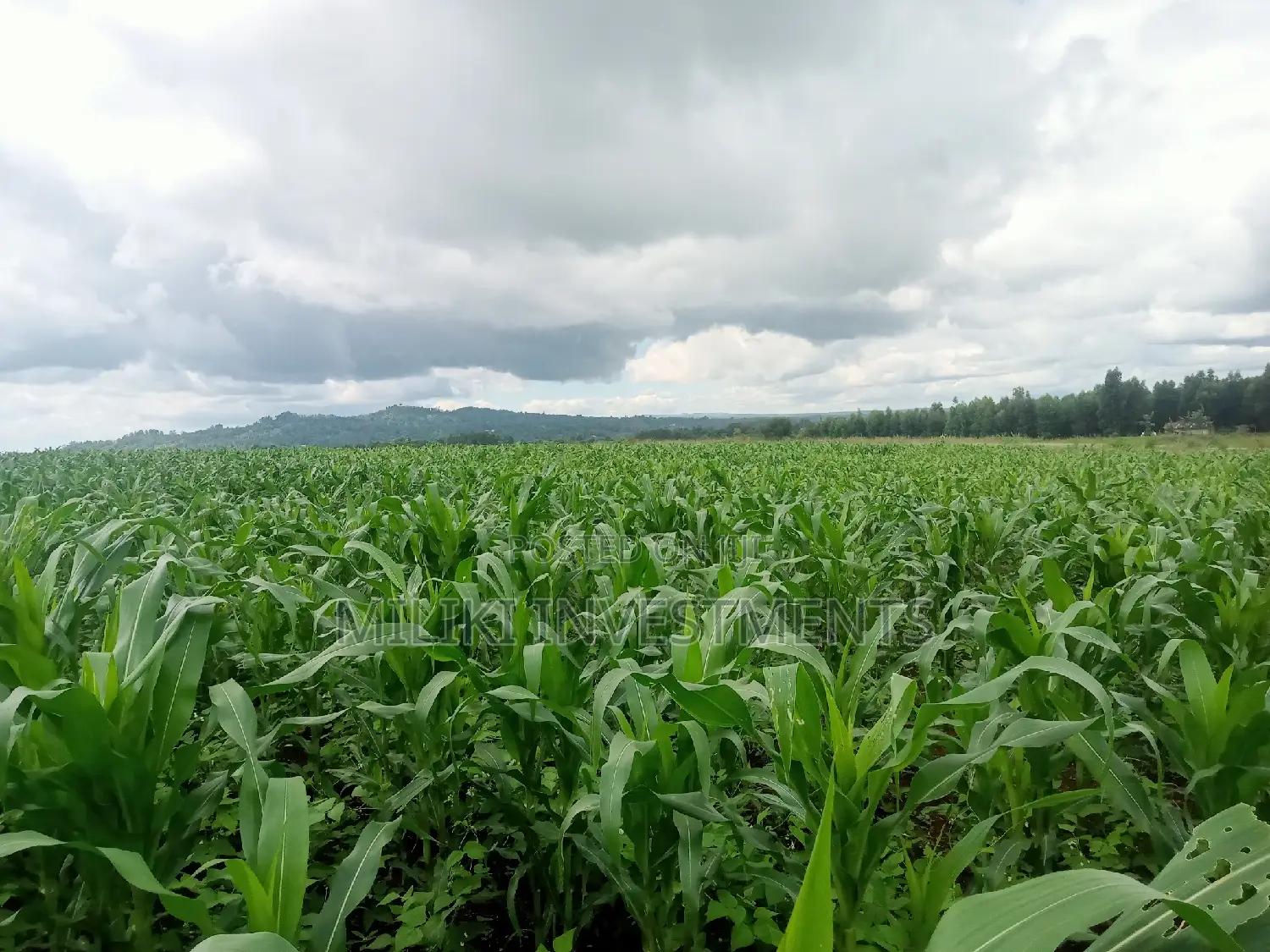 5-Acre Land for Sale in Summary - Find Your Dream Property Today in Makuyu