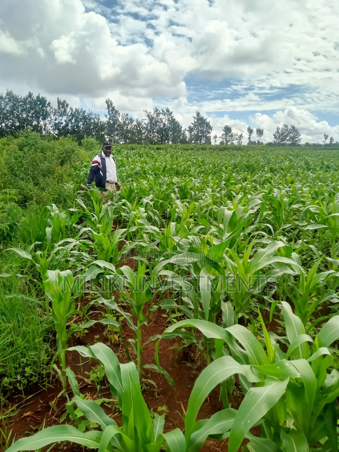 5-Acre Land for Sale in Summary - Find Your Dream Property Today in Makuyu