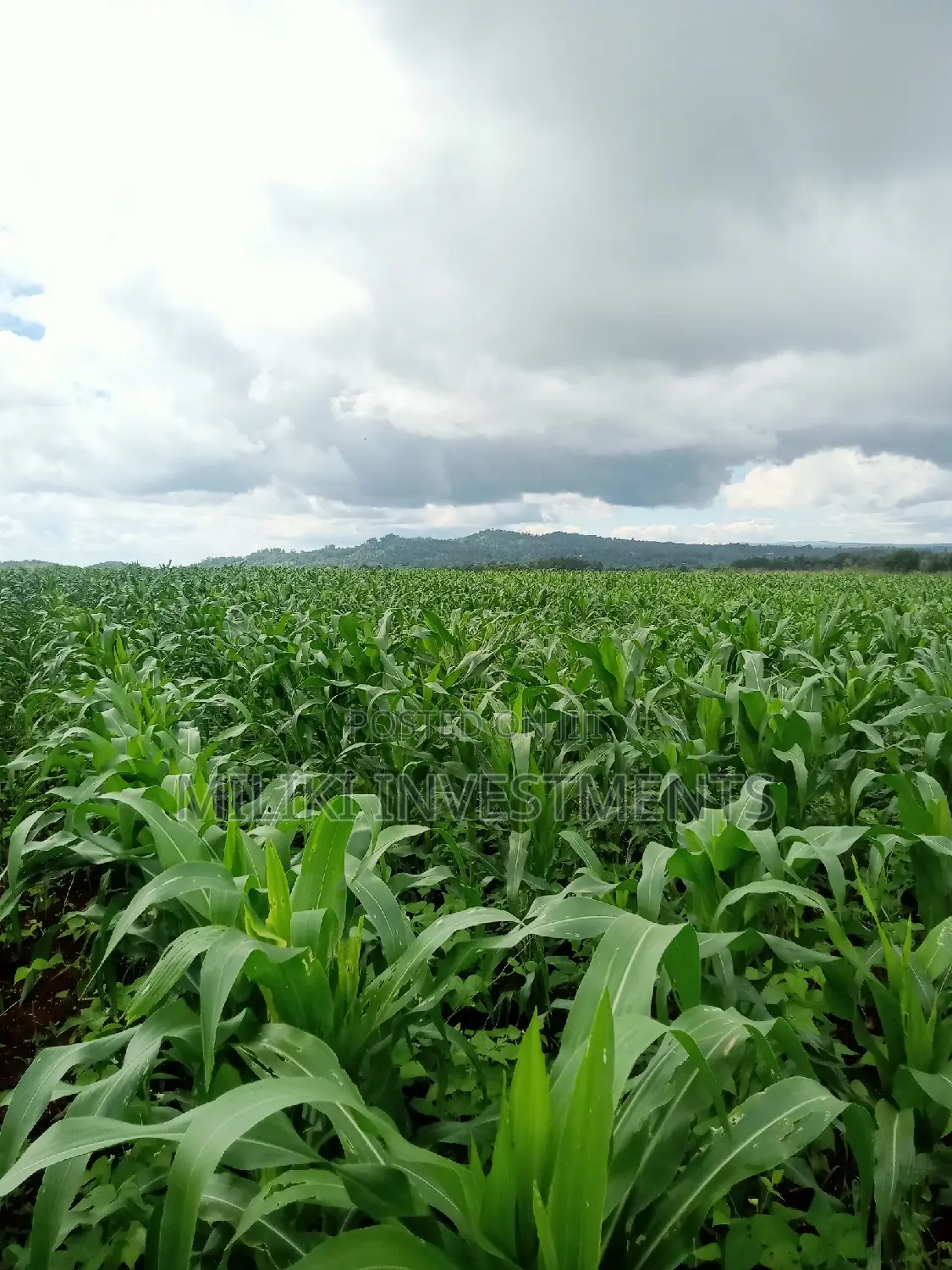 5-Acre Land for Sale in Summary - Find Your Dream Property Today in Makuyu