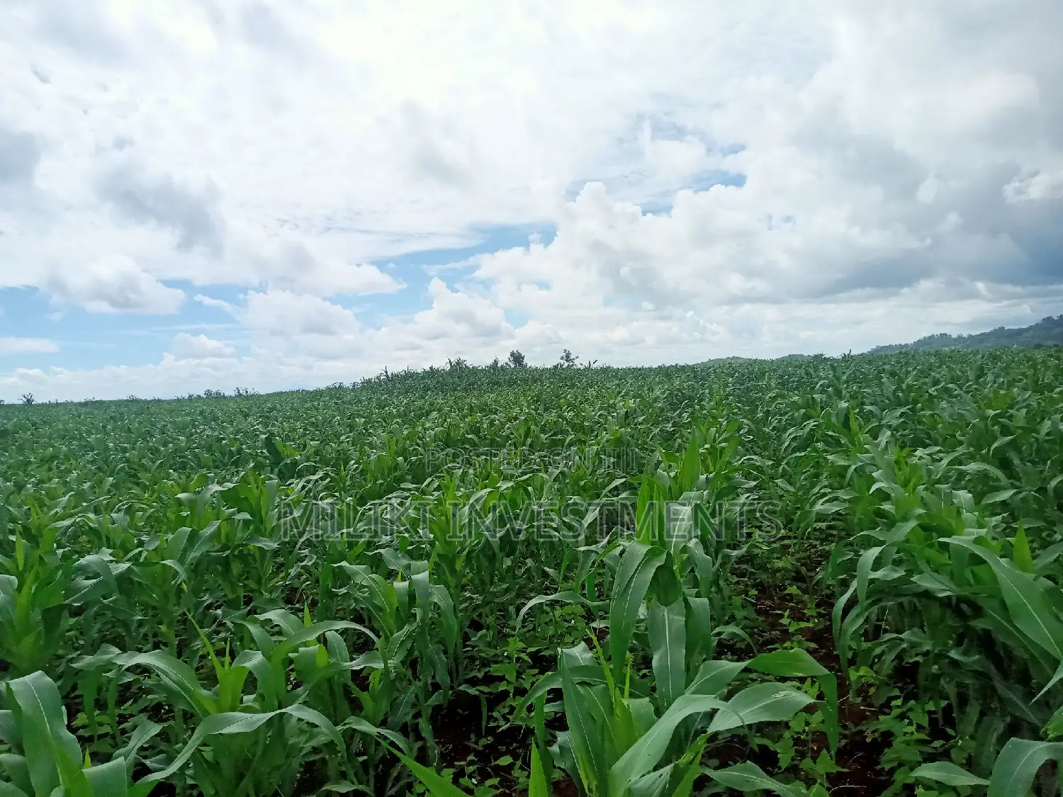 5-Acre Land for Sale in Summary - Find Your Dream Property Today in Makuyu