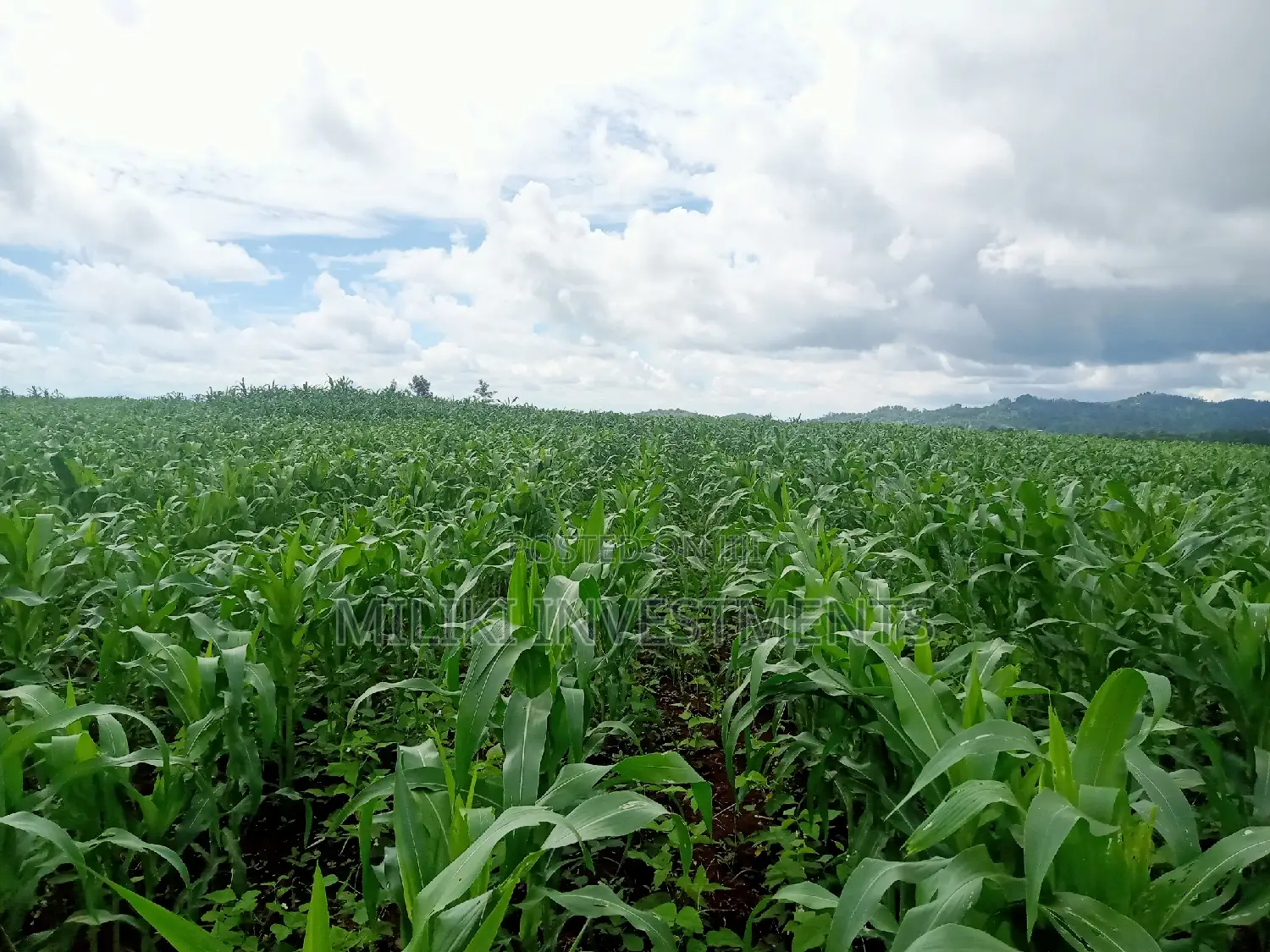 5-Acre Land for Sale in Summary - Find Your Dream Property Today in Makuyu