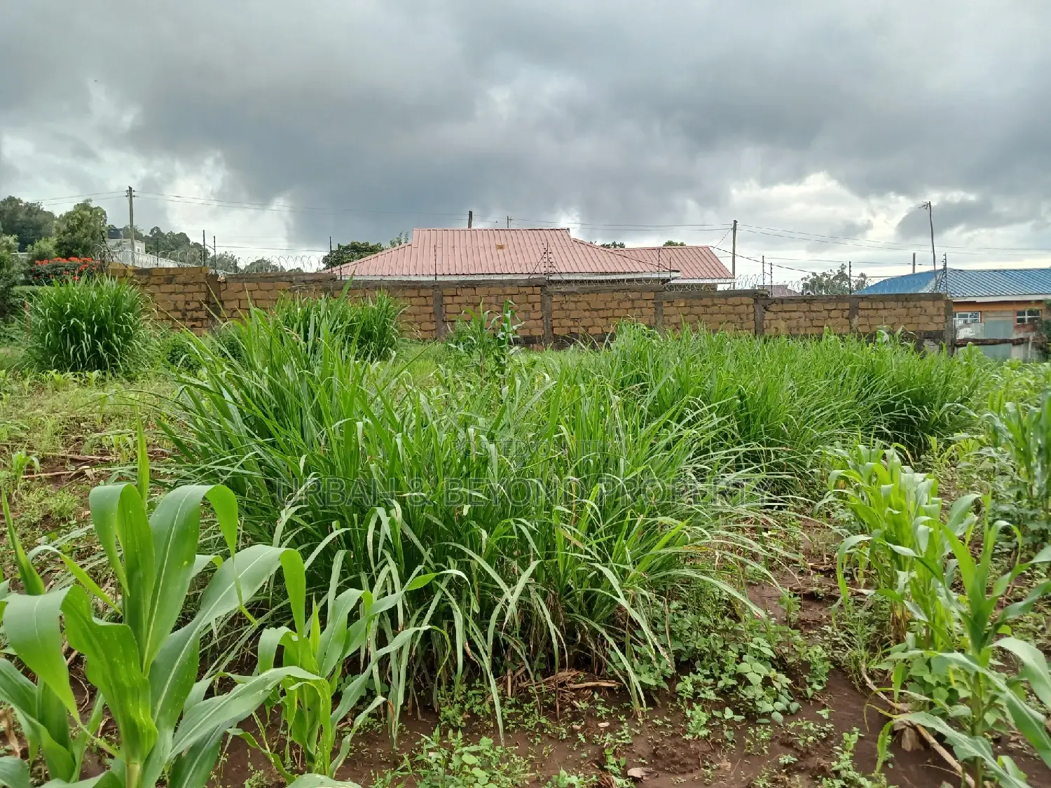 Affordable Prime Land in Lussigeti: 1/8th Acre Plots for Sale in Kikuyu
