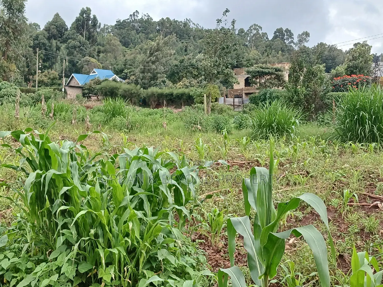 Affordable Prime Land in Lussigeti: 1/8th Acre Plots for Sale in Kikuyu