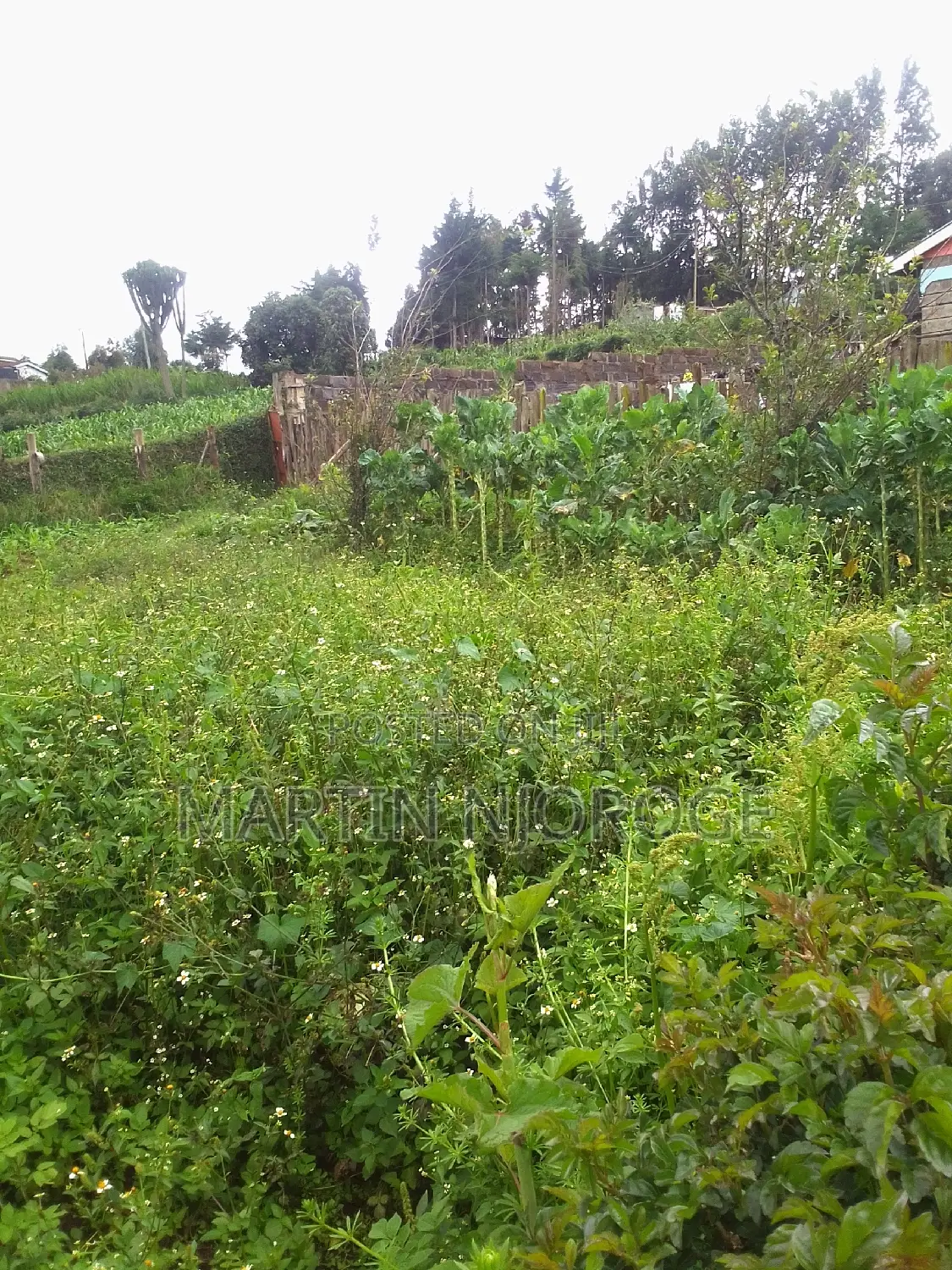 1⁄4 ( 100 by 100) Kinungi in Naivasha East