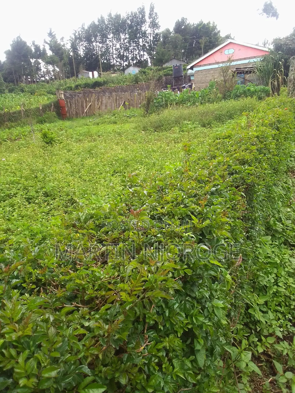 1⁄4 ( 100 by 100) Kinungi in Naivasha East
