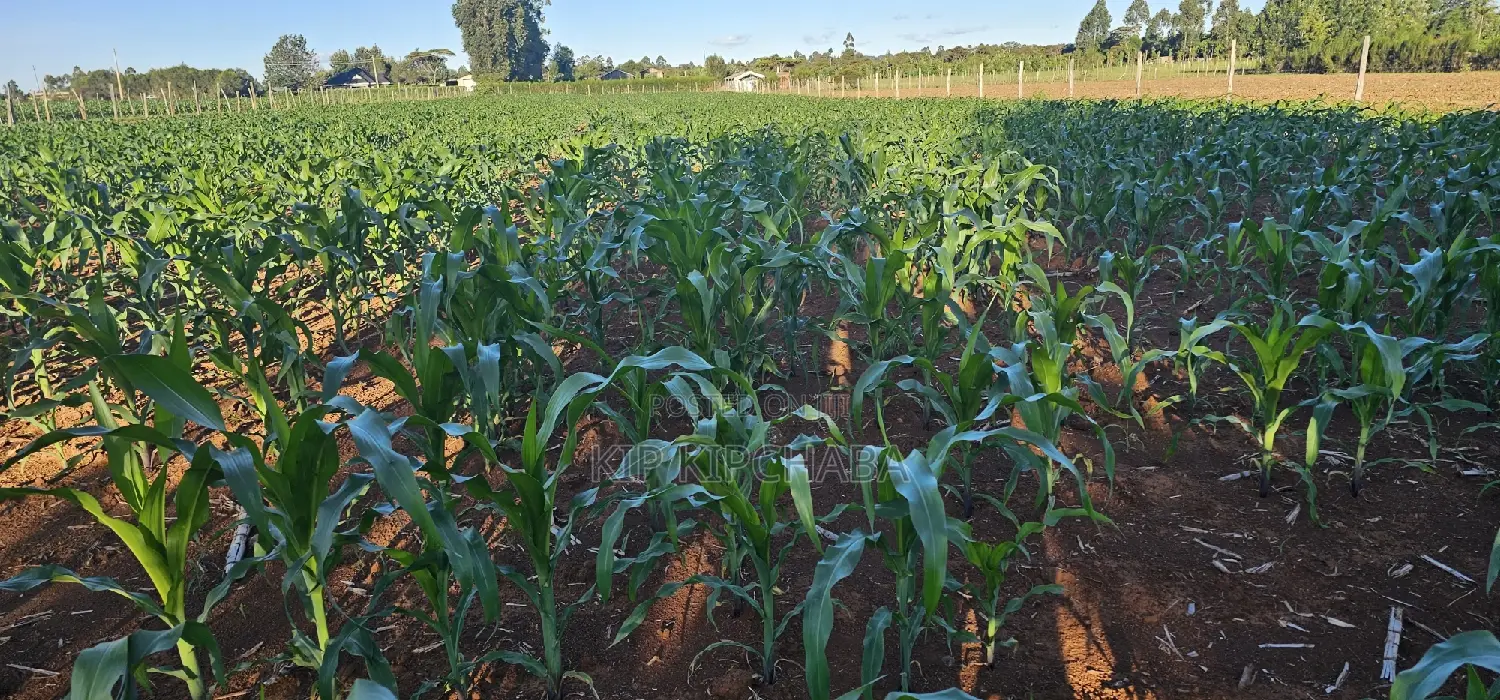 3.8 Acre Property for Sale in Moiben Garage in Moiben
