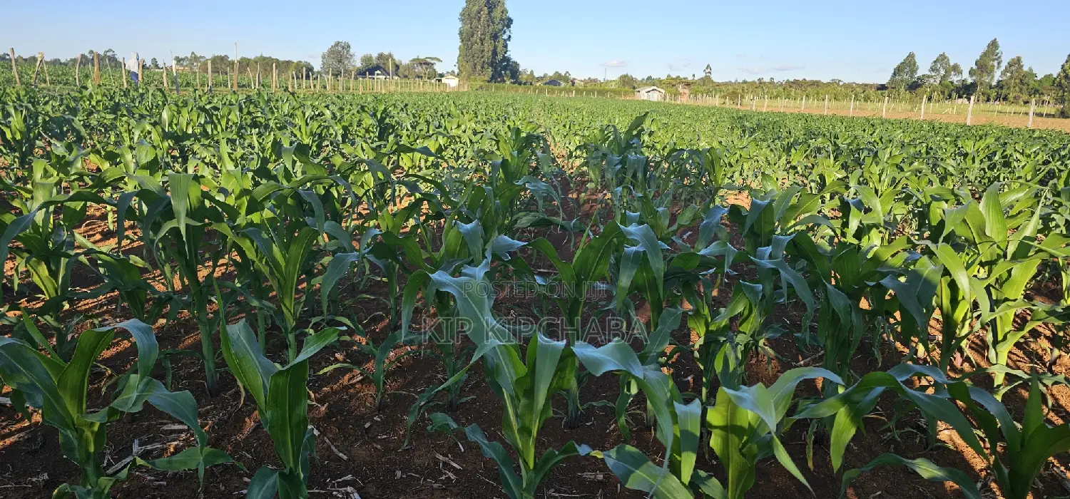 3.8 Acre Property for Sale in Moiben Garage in Moiben
