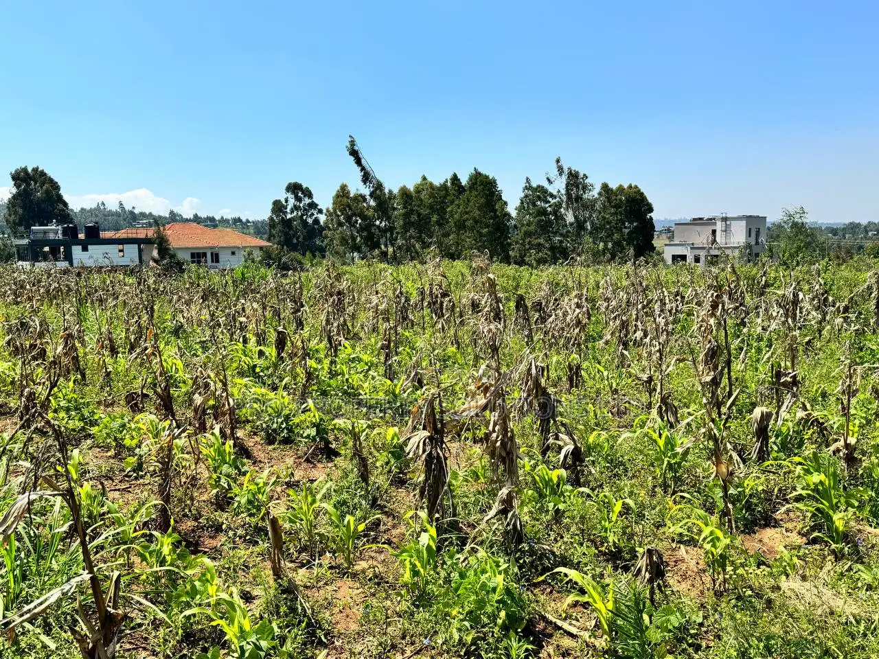 Residential Plot for Sale in Kikuyu, Kamangu - Prime Location in Kikuyu