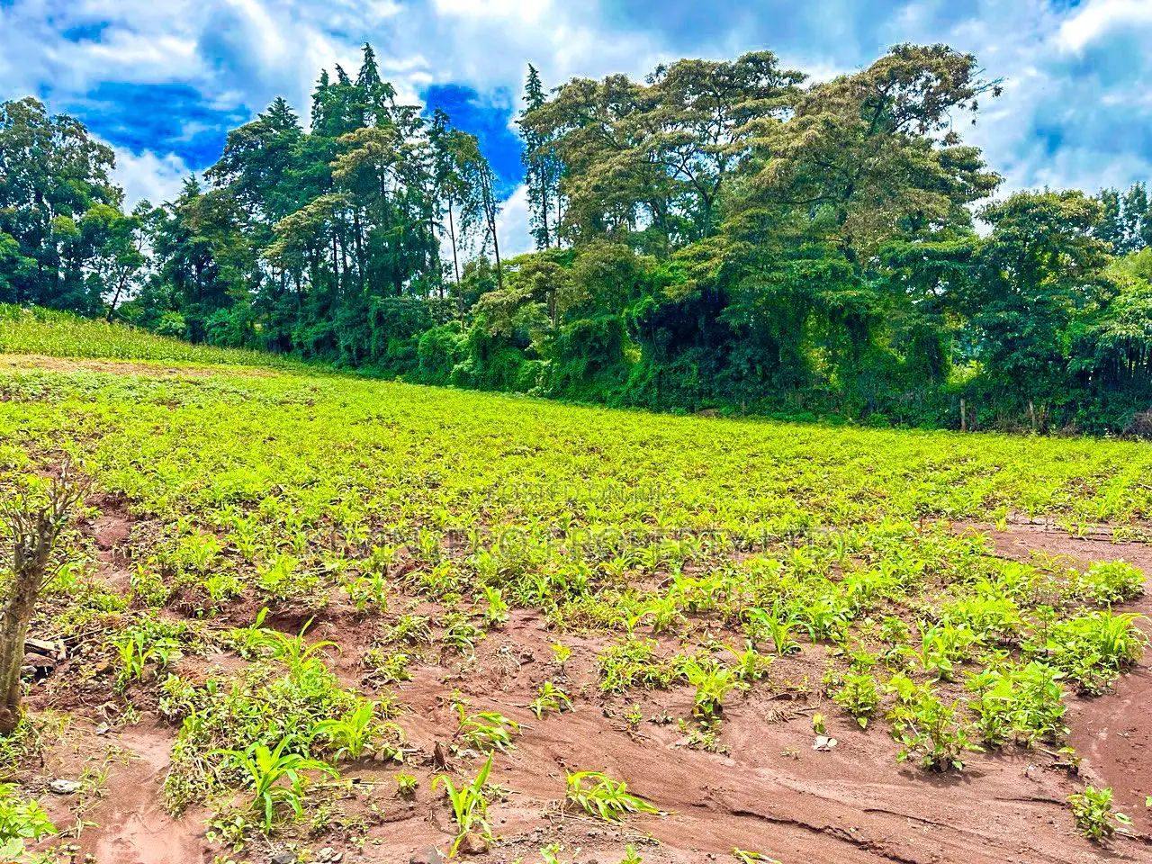 Prime Residential Plots Available in Kikuyu, Gikambura - Rio-Breez in Kikuyu