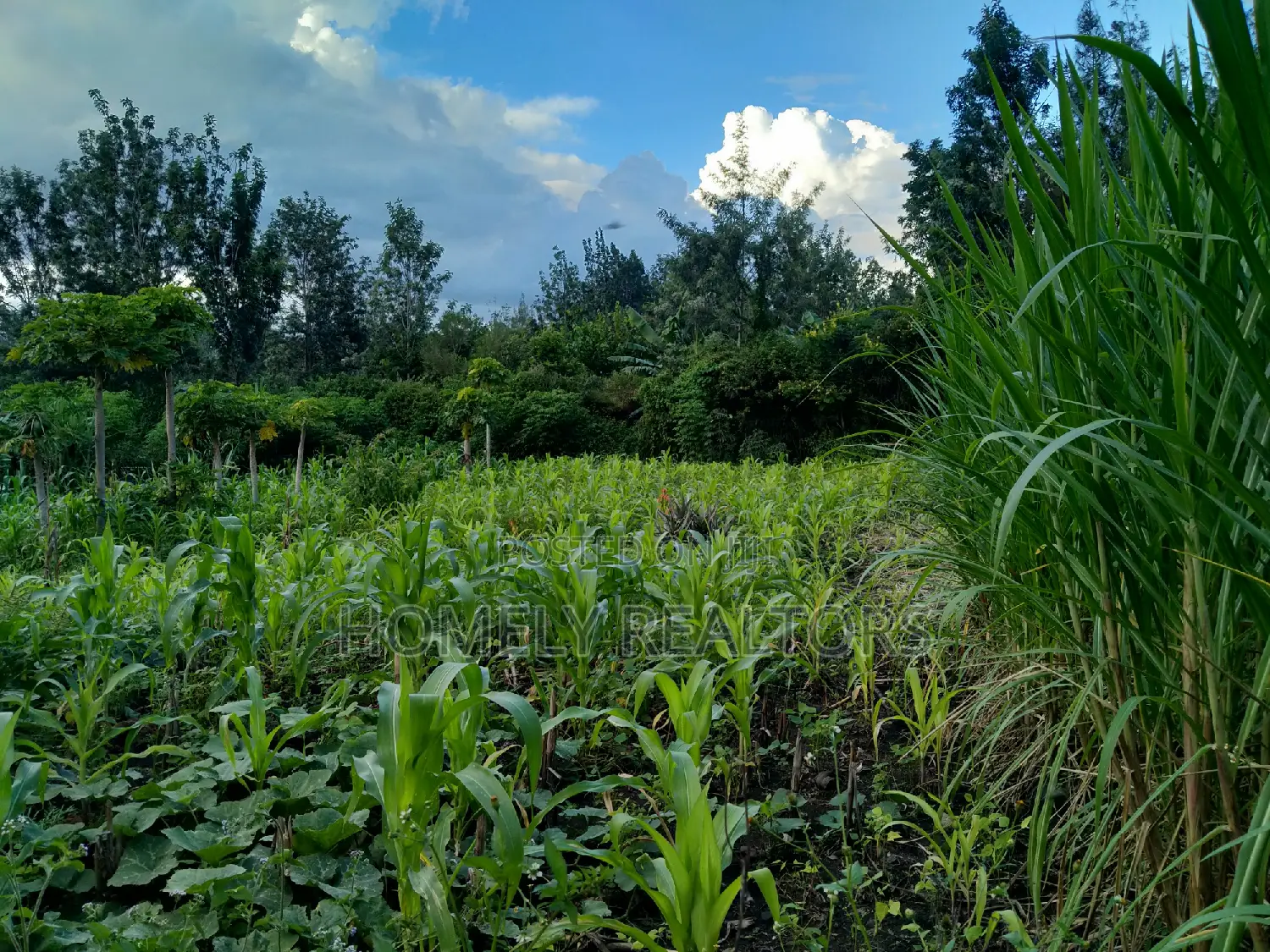 Eighth Acre Residential Plot in Ongata Rongai's Kandisi - Investment Opportunity in Kandisi