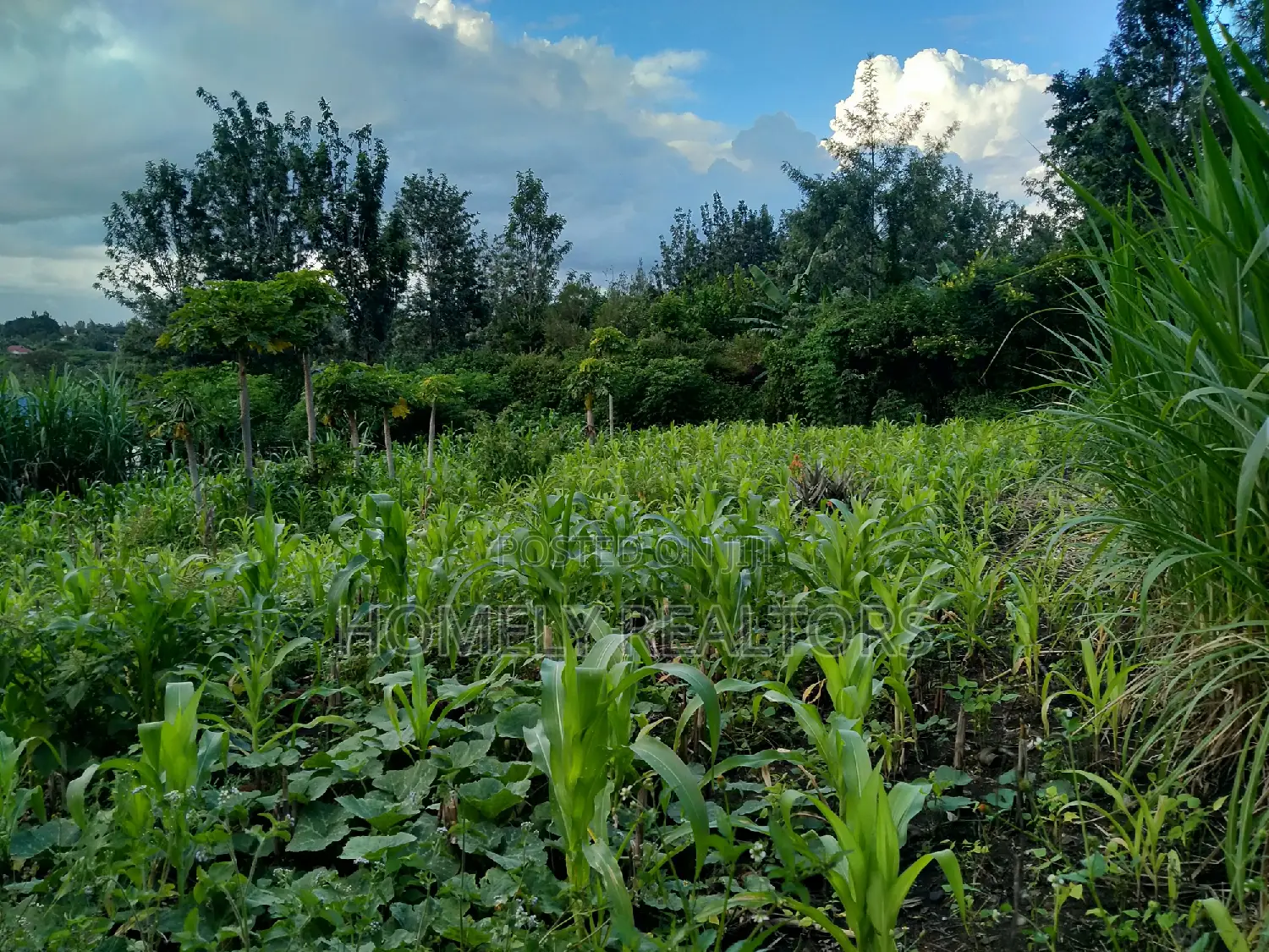 Eighth Acre Residential Plot in Ongata Rongai's Kandisi - Investment Opportunity in Kandisi