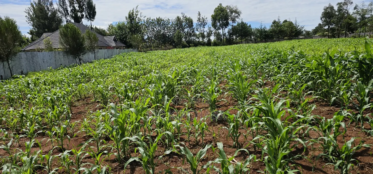 Kiplombe Eldoret: Prime 1/2 Acre Land for Sale - Seize the Opportunity in Kiplombe