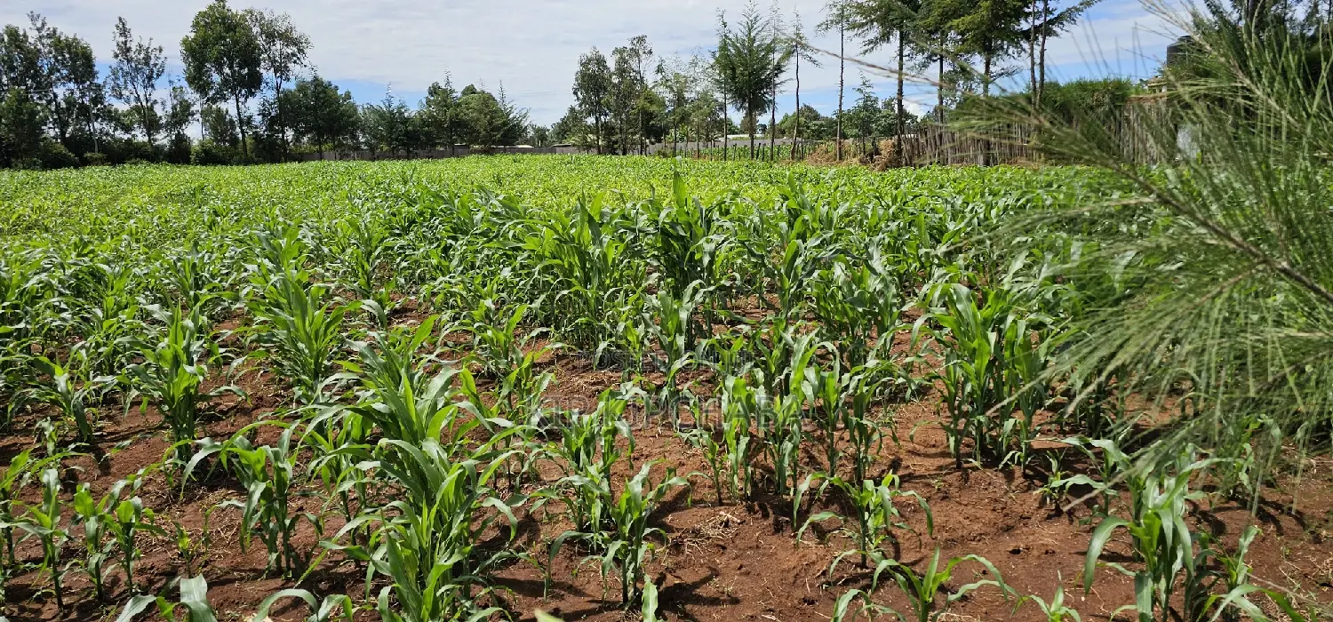 Kiplombe Eldoret: Prime 1/2 Acre Land for Sale - Seize the Opportunity in Kiplombe