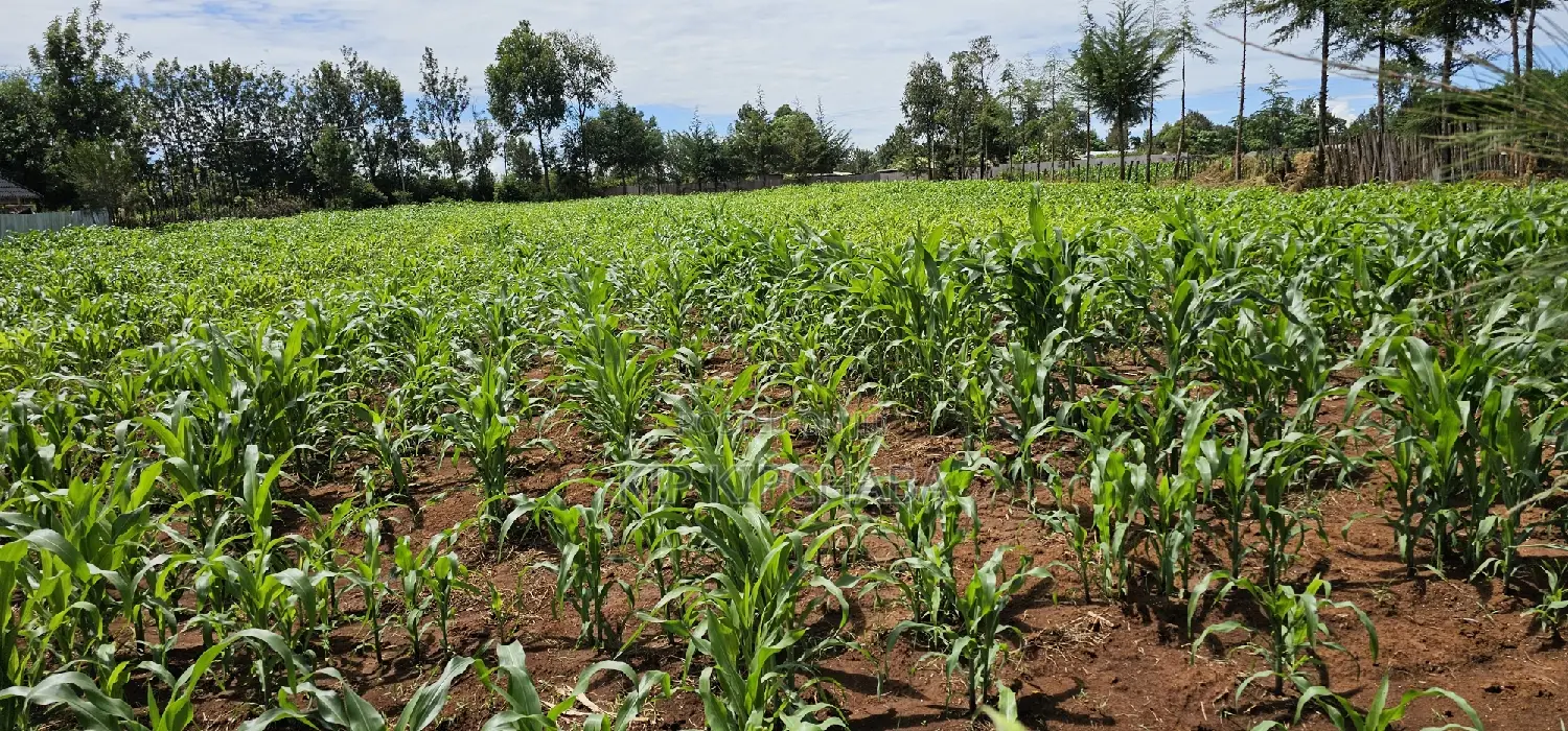 Kiplombe Eldoret: Prime 1/2 Acre Land for Sale - Seize the Opportunity in Kiplombe