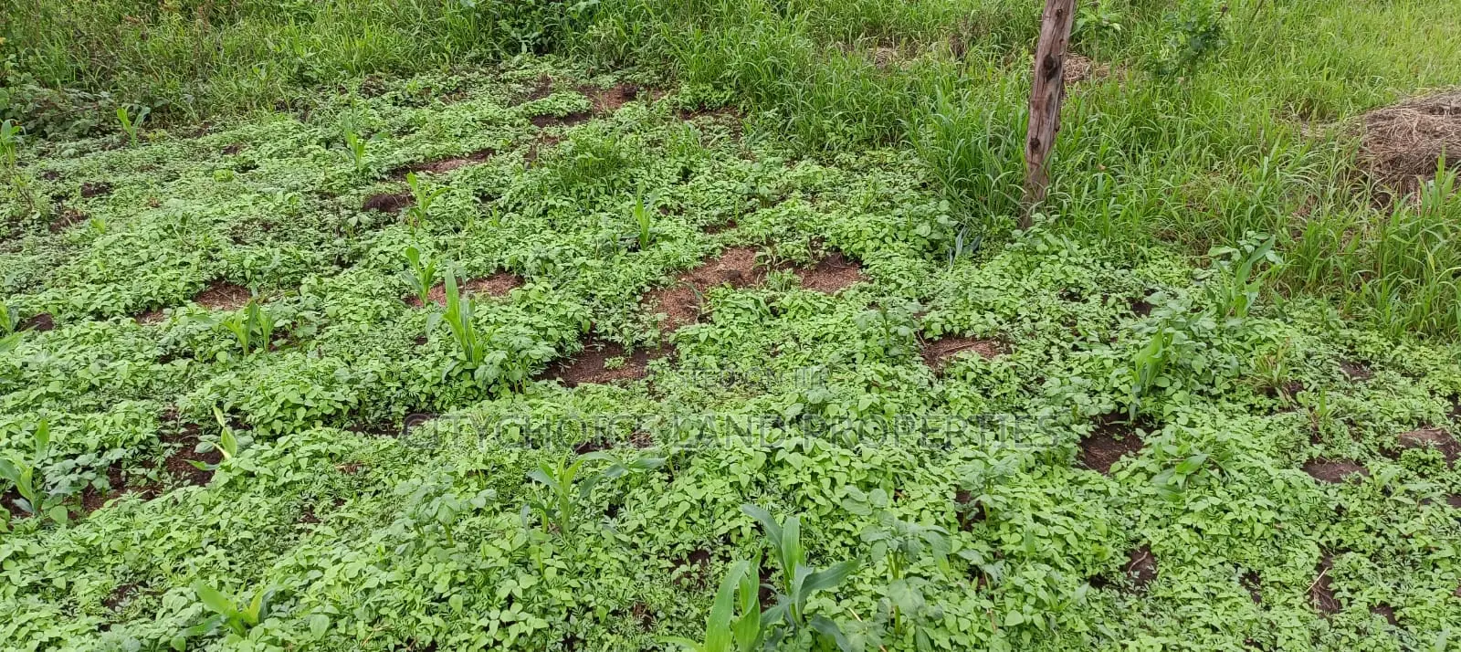 50x100 Plot in Karai-Lusigetti: Prime, Budget-Friendly Real Estate! in Karai
