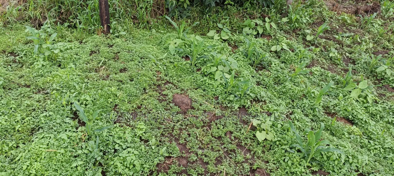 50x100 Plot in Karai-Lusigetti: Prime, Budget-Friendly Real Estate! in Karai