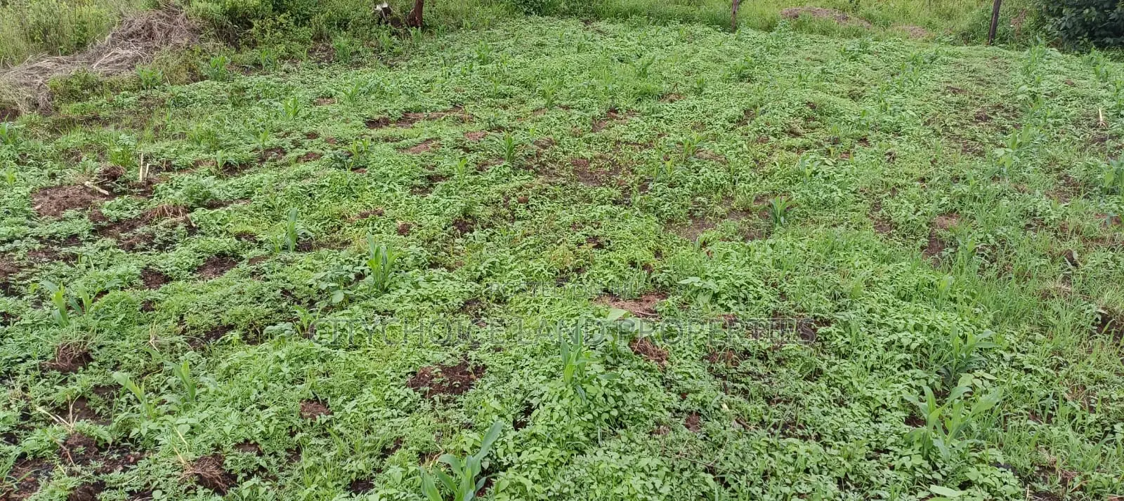 50x100 Plot in Karai-Lusigetti: Prime, Budget-Friendly Real Estate! in Karai