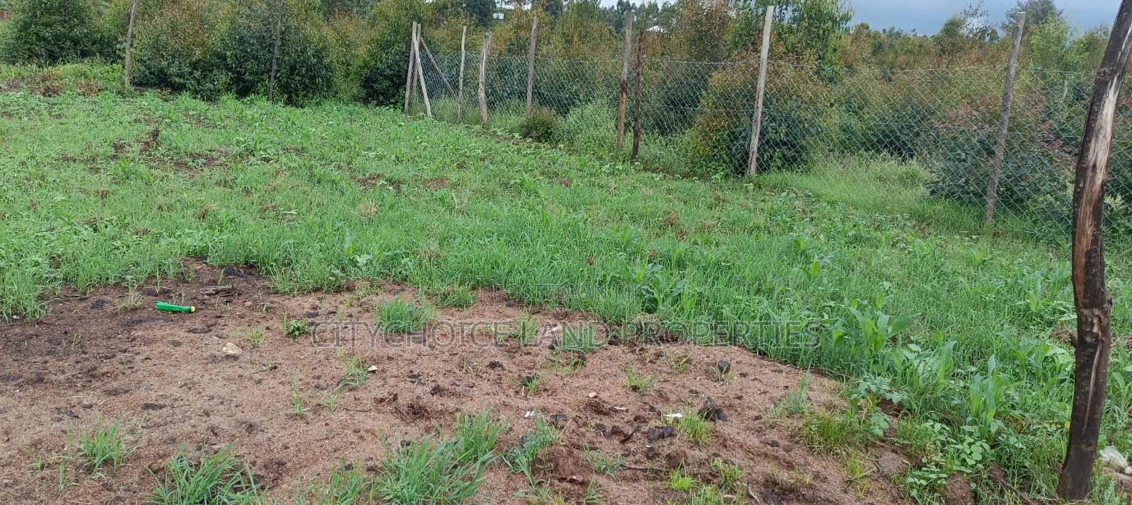 50x100 Plot in Karai-Lusigetti: Prime, Budget-Friendly Real Estate! in Karai